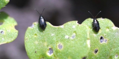 Rotkvica ostavlja u rupi: šta učiniti, kako obraditi, fotografija, preventivne mjere